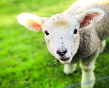Ягненок