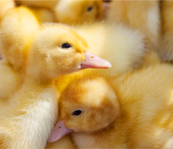 Цыплята