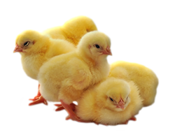 Цыплята
