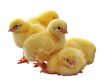 Цыплята
