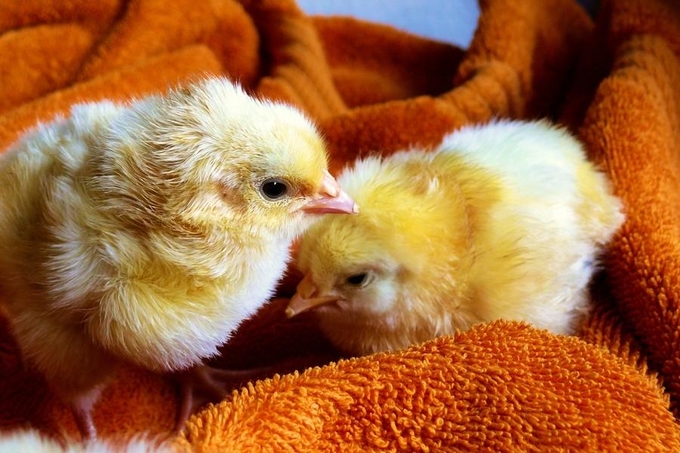 Цыплята